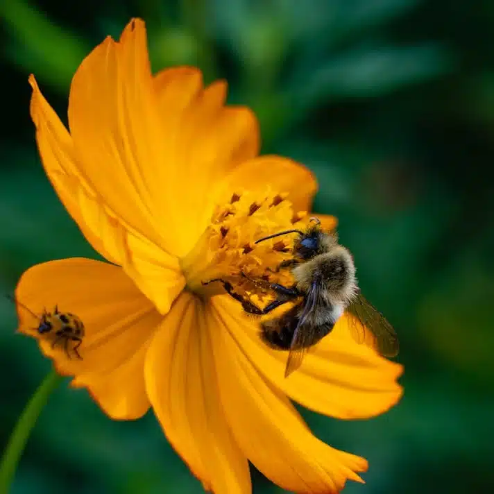 Ett bi som samlar nektar från en levande orange blomma med en annan liten insekt i närheten. Bakgrunden är en mjuk suddighet av grönt bladverk, som framhäver den detaljerade interaktionen mellan biet och blomman.